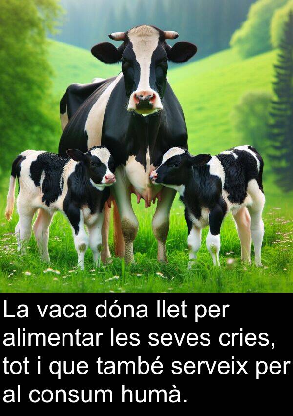 humà: La vaca dóna llet per alimentar les seves cries, tot i que també serveix per al consum humà.