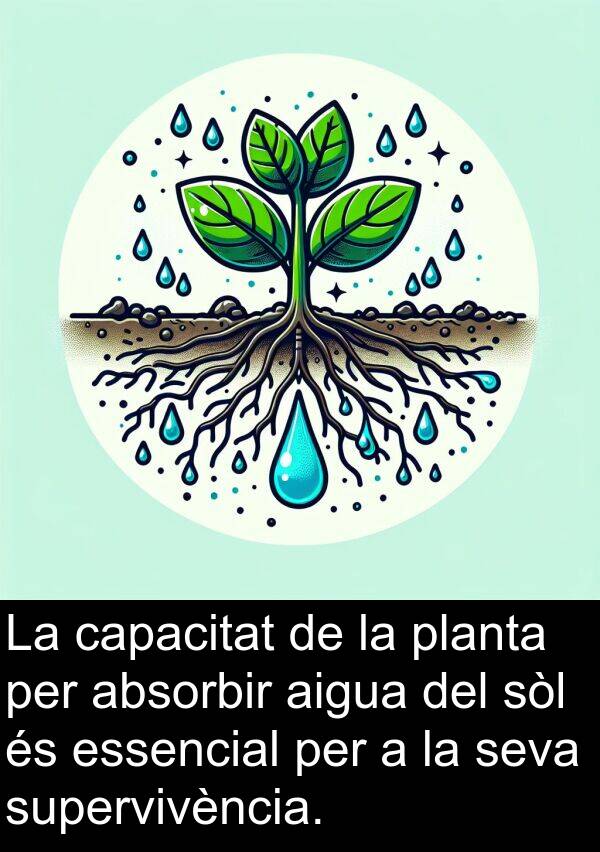 capacitat: La capacitat de la planta per absorbir aigua del sòl és essencial per a la seva supervivència.