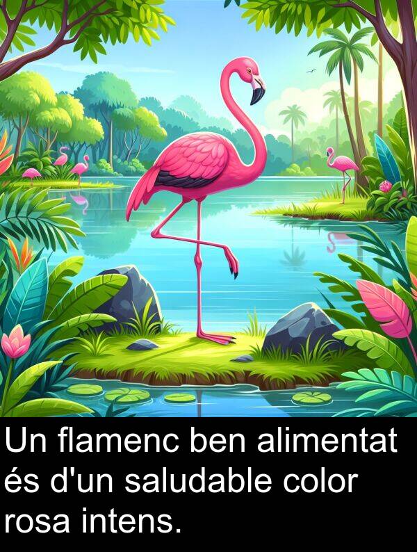 intens: Un flamenc ben alimentat és d'un saludable color rosa intens.