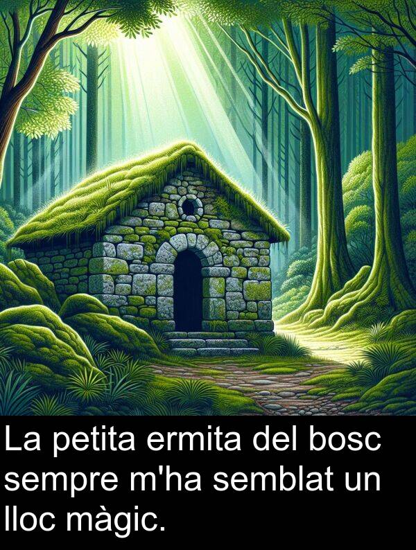 ermita: La petita ermita del bosc sempre m'ha semblat un lloc màgic.