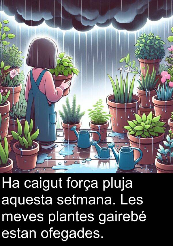 força: Ha caigut força pluja aquesta setmana. Les meves plantes gairebé estan ofegades.