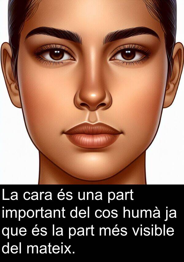 cos: La cara és una part important del cos humà ja que és la part més visible del mateix.