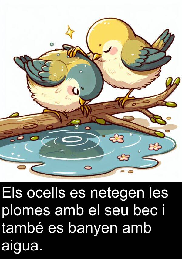 netegen: Els ocells es netegen les plomes amb el seu bec i també es banyen amb aigua.