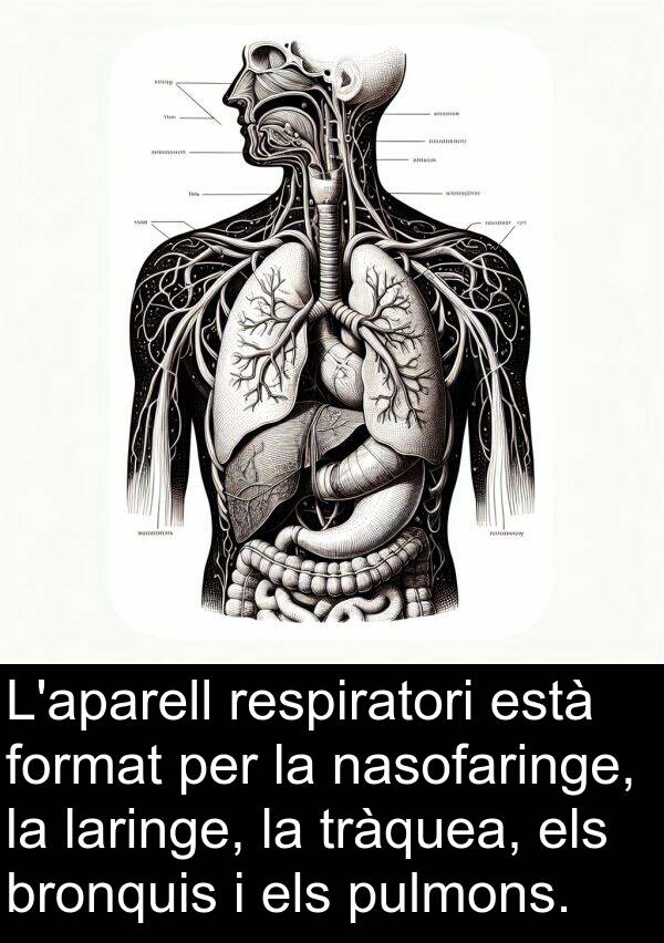 format: L'aparell respiratori està format per la nasofaringe, la laringe, la tràquea, els bronquis i els pulmons.