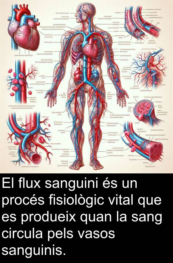 procés: El flux sanguini és un procés fisiològic vital que es produeix quan la sang circula pels vasos sanguinis.