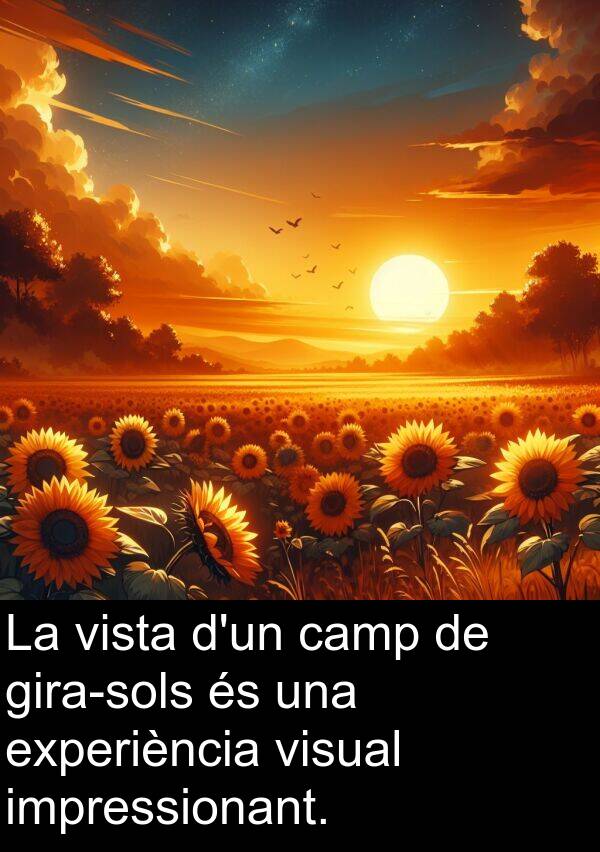 impressionant: La vista d'un camp de gira-sols és una experiència visual impressionant.