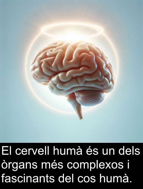 cos: El cervell humà és un dels òrgans més complexos i fascinants del cos humà.
