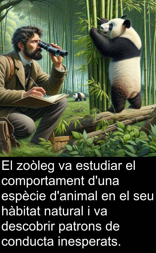 descobrir: El zoòleg va estudiar el comportament d'una espècie d'animal en el seu hàbitat natural i va descobrir patrons de conducta inesperats.