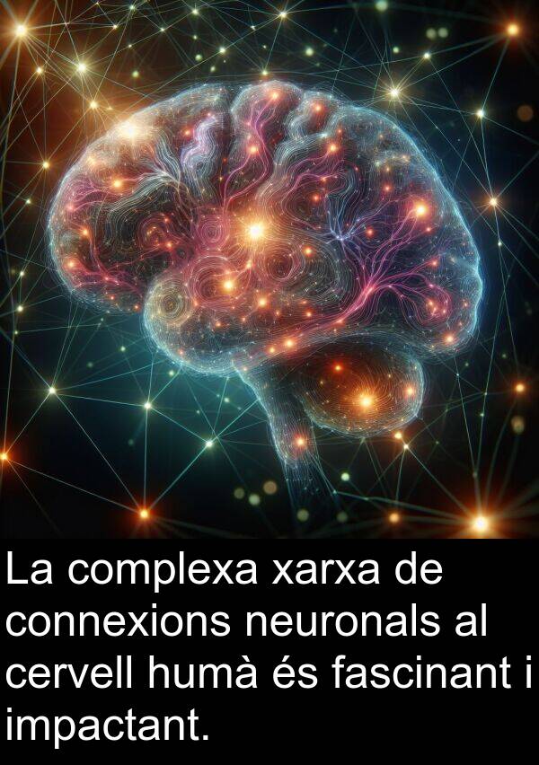 neuronals: La complexa xarxa de connexions neuronals al cervell humà és fascinant i impactant.