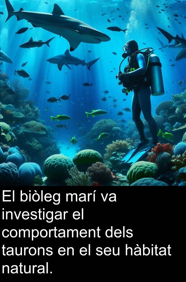 hàbitat: El biòleg marí va investigar el comportament dels taurons en el seu hàbitat natural.