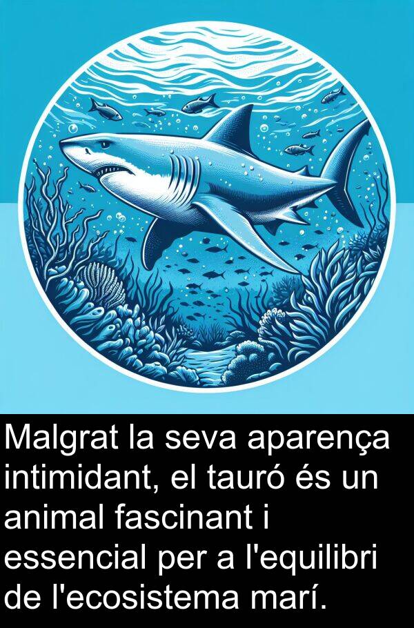 tauró: Malgrat la seva aparença intimidant, el tauró és un animal fascinant i essencial per a l'equilibri de l'ecosistema marí.
