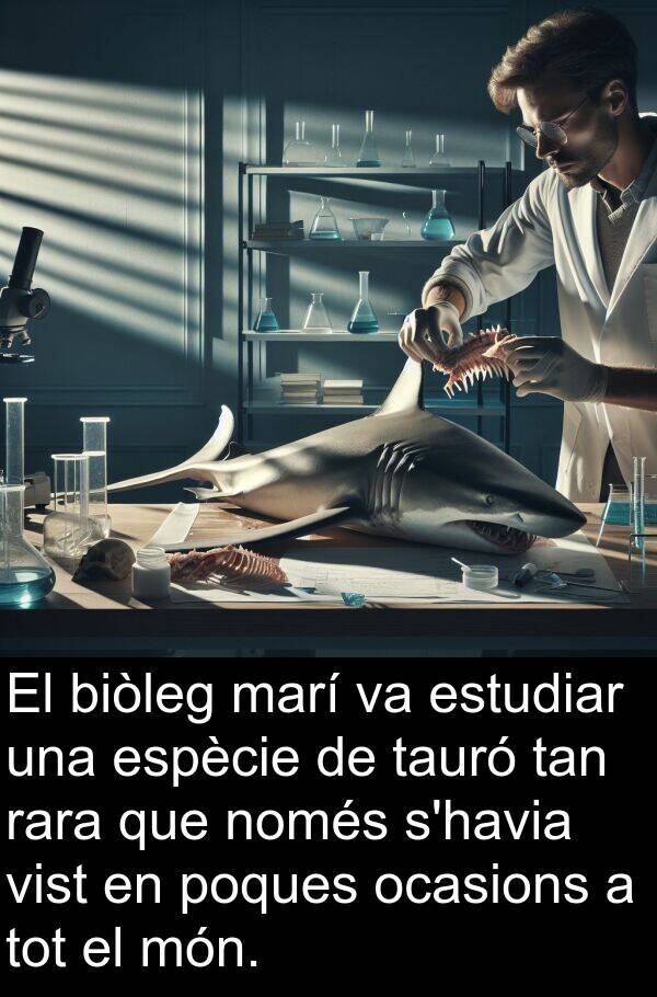 només: El biòleg marí va estudiar una espècie de tauró tan rara que només s'havia vist en poques ocasions a tot el món.