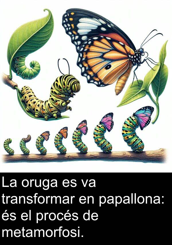 procés: La oruga es va transformar en papallona: és el procés de metamorfosi.