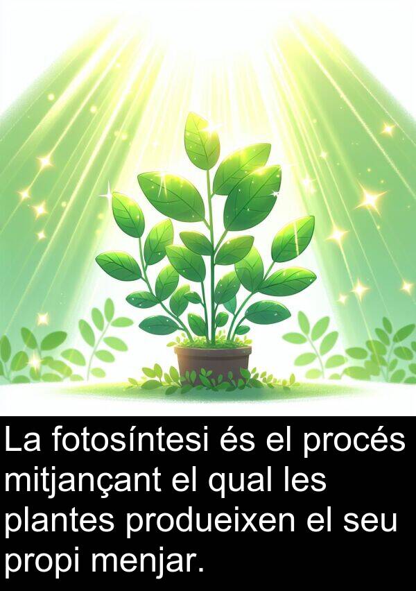 procés: La fotosíntesi és el procés mitjançant el qual les plantes produeixen el seu propi menjar.
