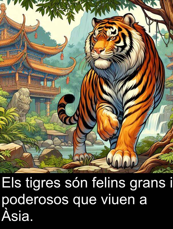 poderosos: Els tigres són felins grans i poderosos que viuen a Àsia.