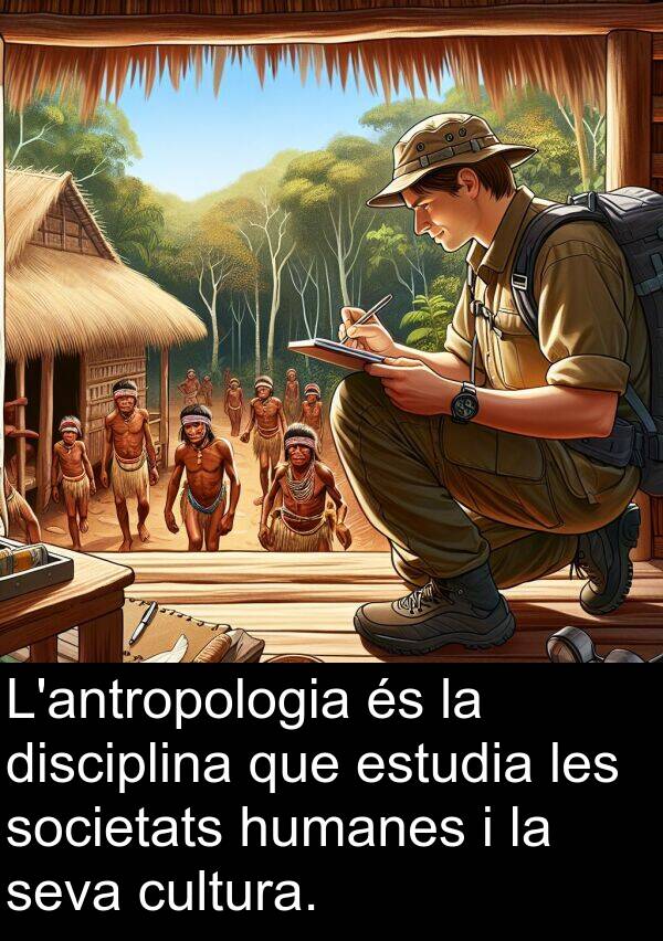 disciplina: L'antropologia és la disciplina que estudia les societats humanes i la seva cultura.