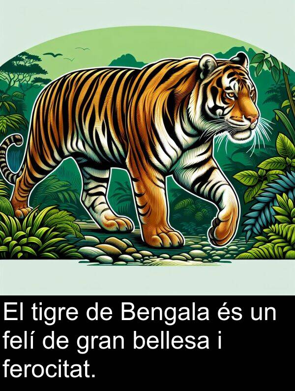 felí: El tigre de Bengala és un felí de gran bellesa i ferocitat.