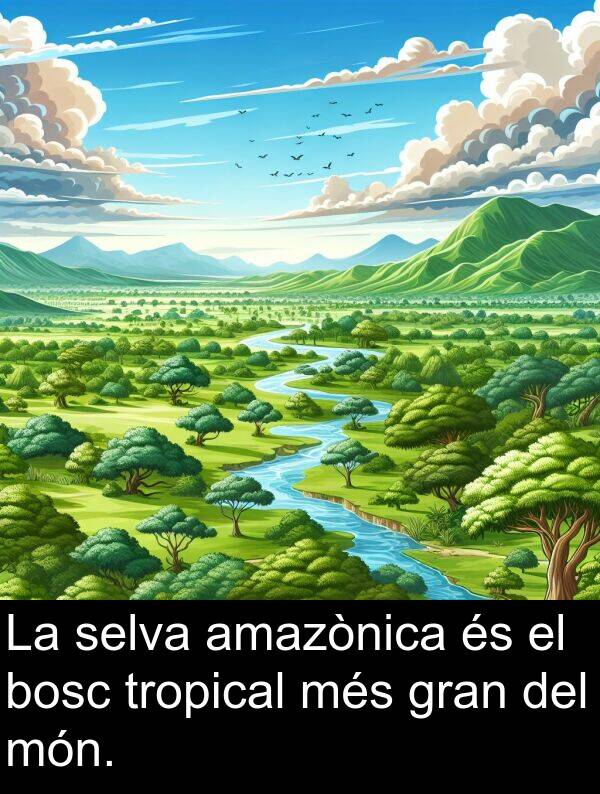 tropical: La selva amazònica és el bosc tropical més gran del món.