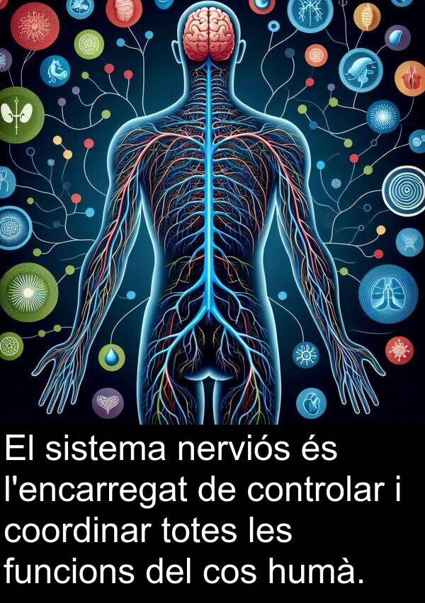 controlar: El sistema nerviós és l'encarregat de controlar i coordinar totes les funcions del cos humà.