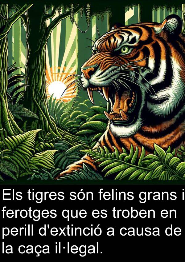 felins: Els tigres són felins grans i ferotges que es troben en perill d'extinció a causa de la caça il·legal.