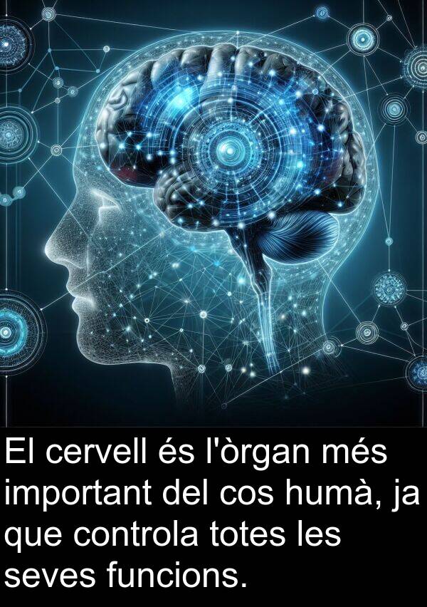 cos: El cervell és l'òrgan més important del cos humà, ja que controla totes les seves funcions.