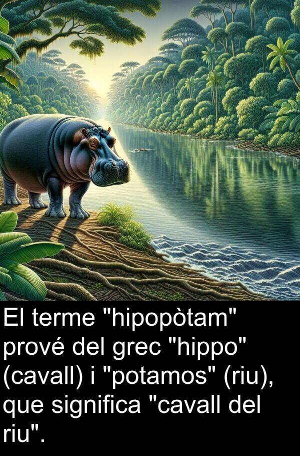 significa: El terme "hipopòtam" prové del grec "hippo" (cavall) i "potamos" (riu), que significa "cavall del riu".