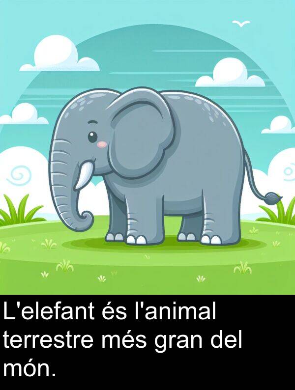 més: L'elefant és l'animal terrestre més gran del món.