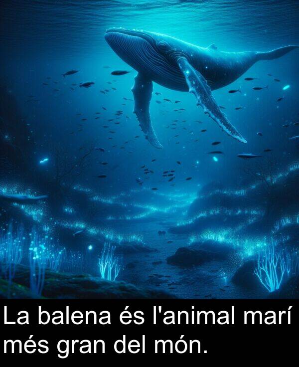 més: La balena és l'animal marí més gran del món.
