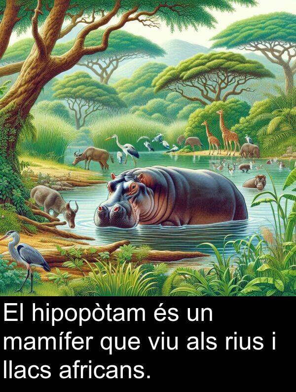 mamífer: El hipopòtam és un mamífer que viu als rius i llacs africans.