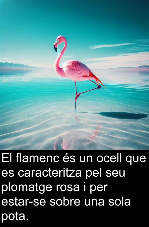 sola: El flamenc és un ocell que es caracteritza pel seu plomatge rosa i per estar-se sobre una sola pota.