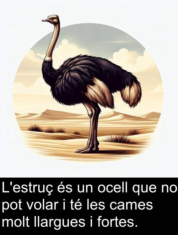 cames: L'estruç és un ocell que no pot volar i té les cames molt llargues i fortes.