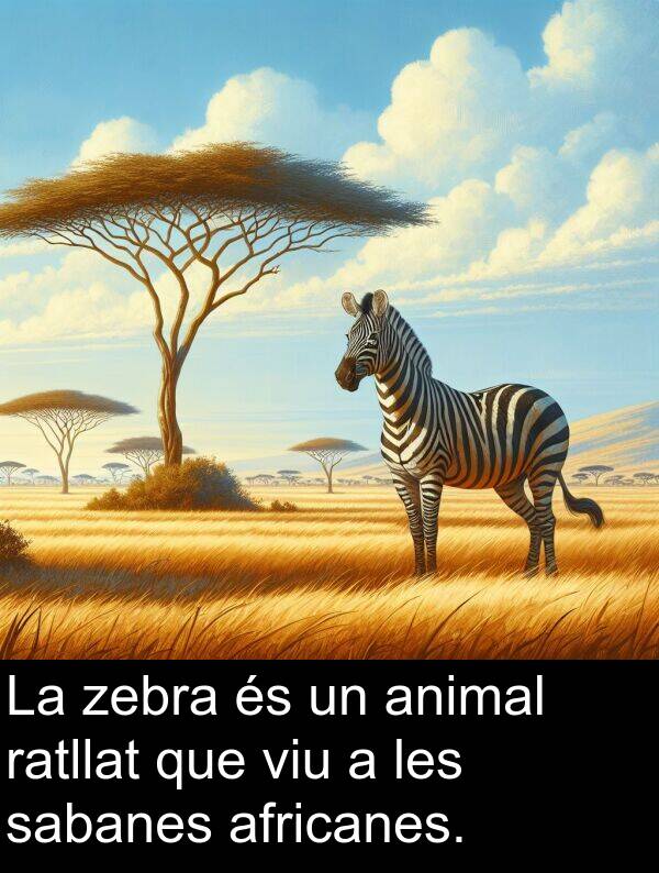zebra: La zebra és un animal ratllat que viu a les sabanes africanes.