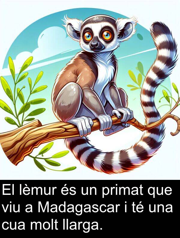 lèmur: El lèmur és un primat que viu a Madagascar i té una cua molt llarga.
