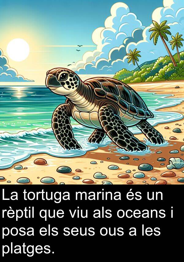 rèptil: La tortuga marina és un rèptil que viu als oceans i posa els seus ous a les platges.