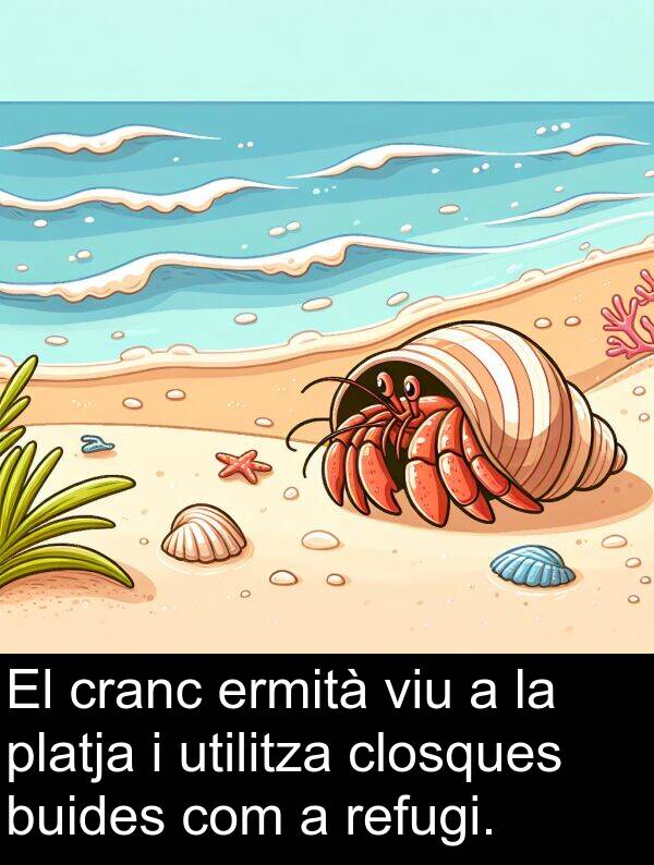 ermità: El cranc ermità viu a la platja i utilitza closques buides com a refugi.