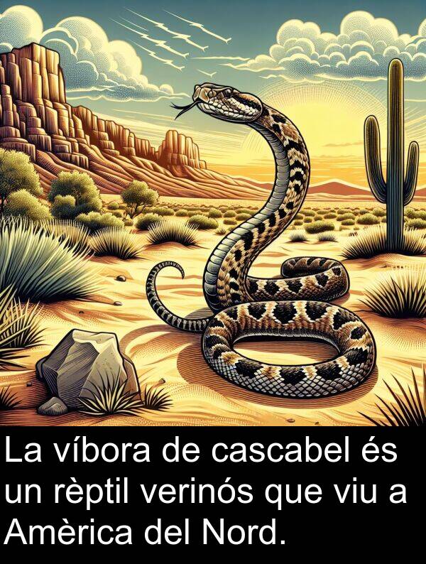 rèptil: La víbora de cascabel és un rèptil verinós que viu a Amèrica del Nord.