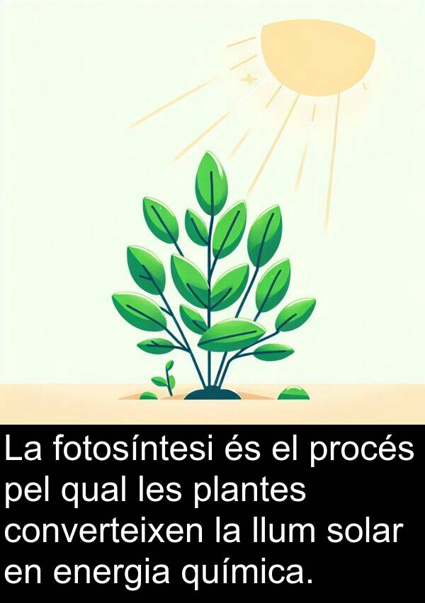 procés: La fotosíntesi és el procés pel qual les plantes converteixen la llum solar en energia química.