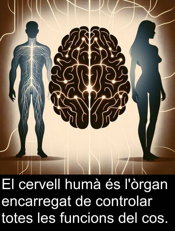controlar: El cervell humà és l'òrgan encarregat de controlar totes les funcions del cos.
