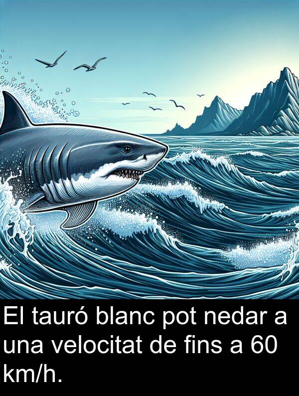 nedar: El tauró blanc pot nedar a una velocitat de fins a 60 km/h.