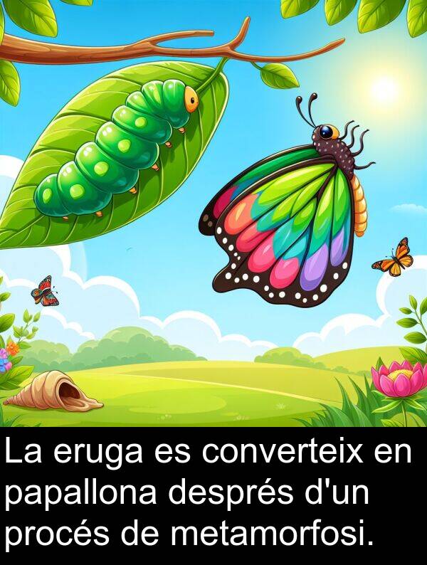 procés: La eruga es converteix en papallona després d'un procés de metamorfosi.