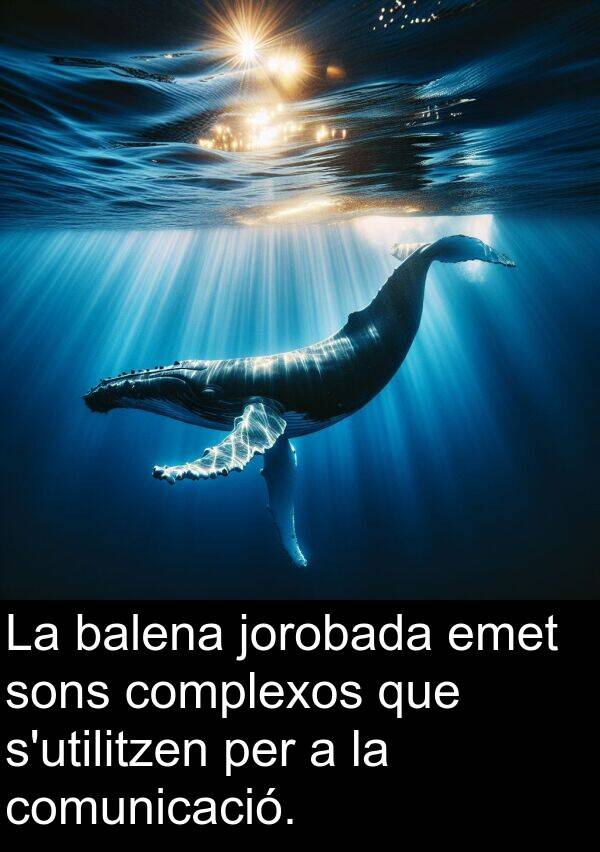 comunicació: La balena jorobada emet sons complexos que s'utilitzen per a la comunicació.