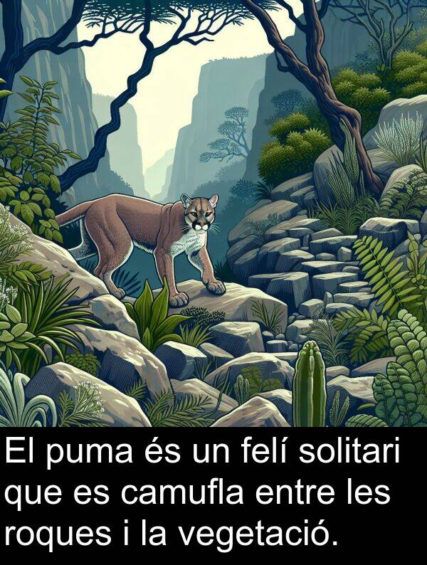 felí: El puma és un felí solitari que es camufla entre les roques i la vegetació.