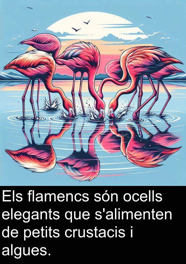 elegants: Els flamencs són ocells elegants que s'alimenten de petits crustacis i algues.