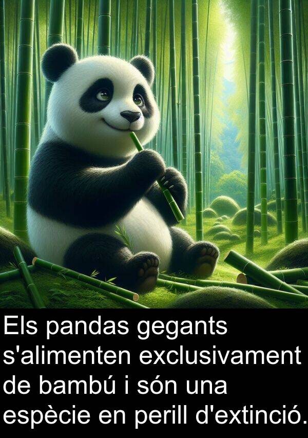 perill: Els pandas gegants s'alimenten exclusivament de bambú i són una espècie en perill d'extinció.