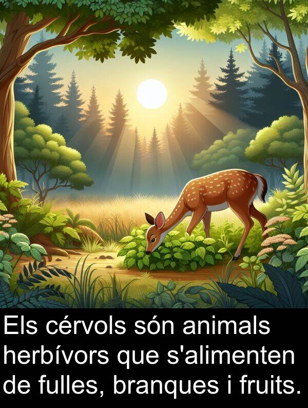 herbívors: Els cérvols són animals herbívors que s'alimenten de fulles, branques i fruits.