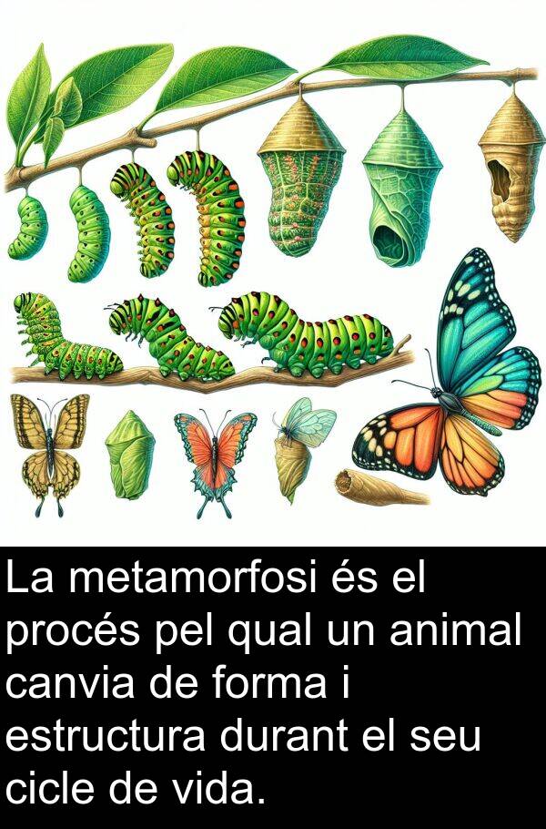 procés: La metamorfosi és el procés pel qual un animal canvia de forma i estructura durant el seu cicle de vida.