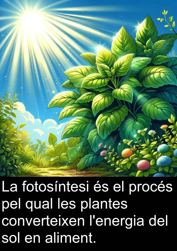 procés: La fotosíntesi és el procés pel qual les plantes converteixen l'energia del sol en aliment.