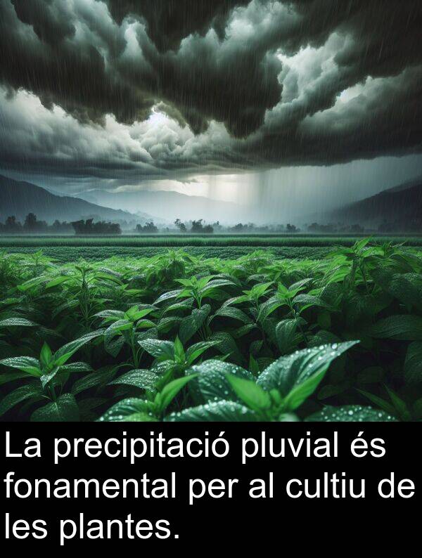 cultiu: La precipitació pluvial és fonamental per al cultiu de les plantes.