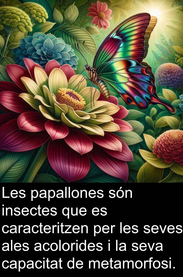 capacitat: Les papallones són insectes que es caracteritzen per les seves ales acolorides i la seva capacitat de metamorfosi.