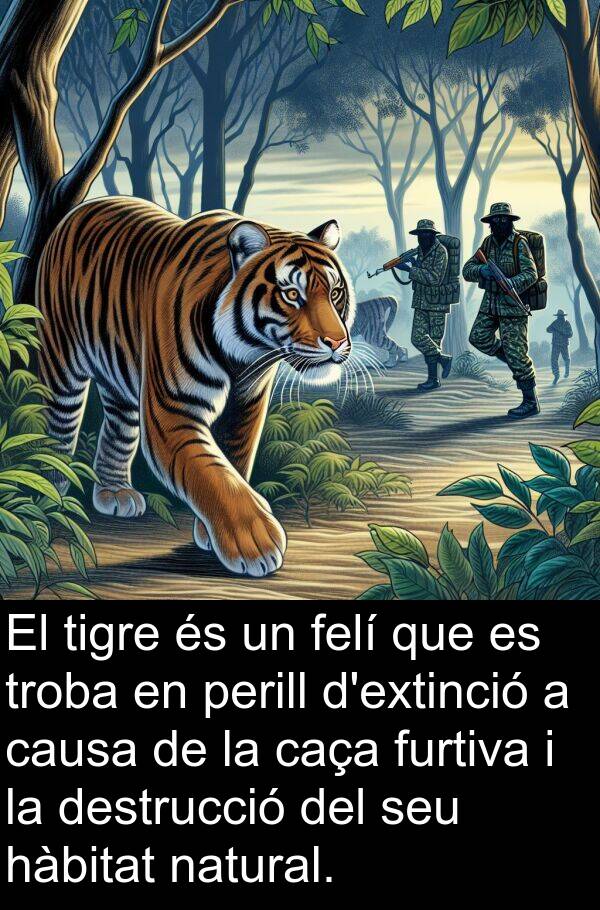 felí: El tigre és un felí que es troba en perill d'extinció a causa de la caça furtiva i la destrucció del seu hàbitat natural.